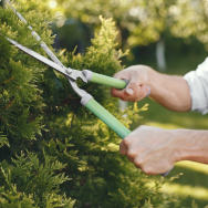 Brush cutters and pole saws